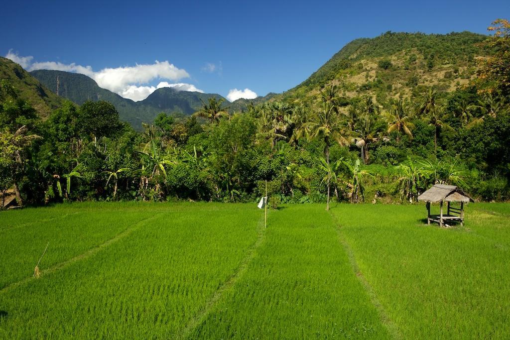 The Kampung Villa อาเม็ด ภายนอก รูปภาพ